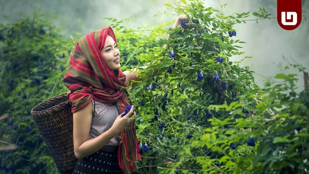 মানসিক সুস্থতার জন্য বাগান করা কতটা উপকারী