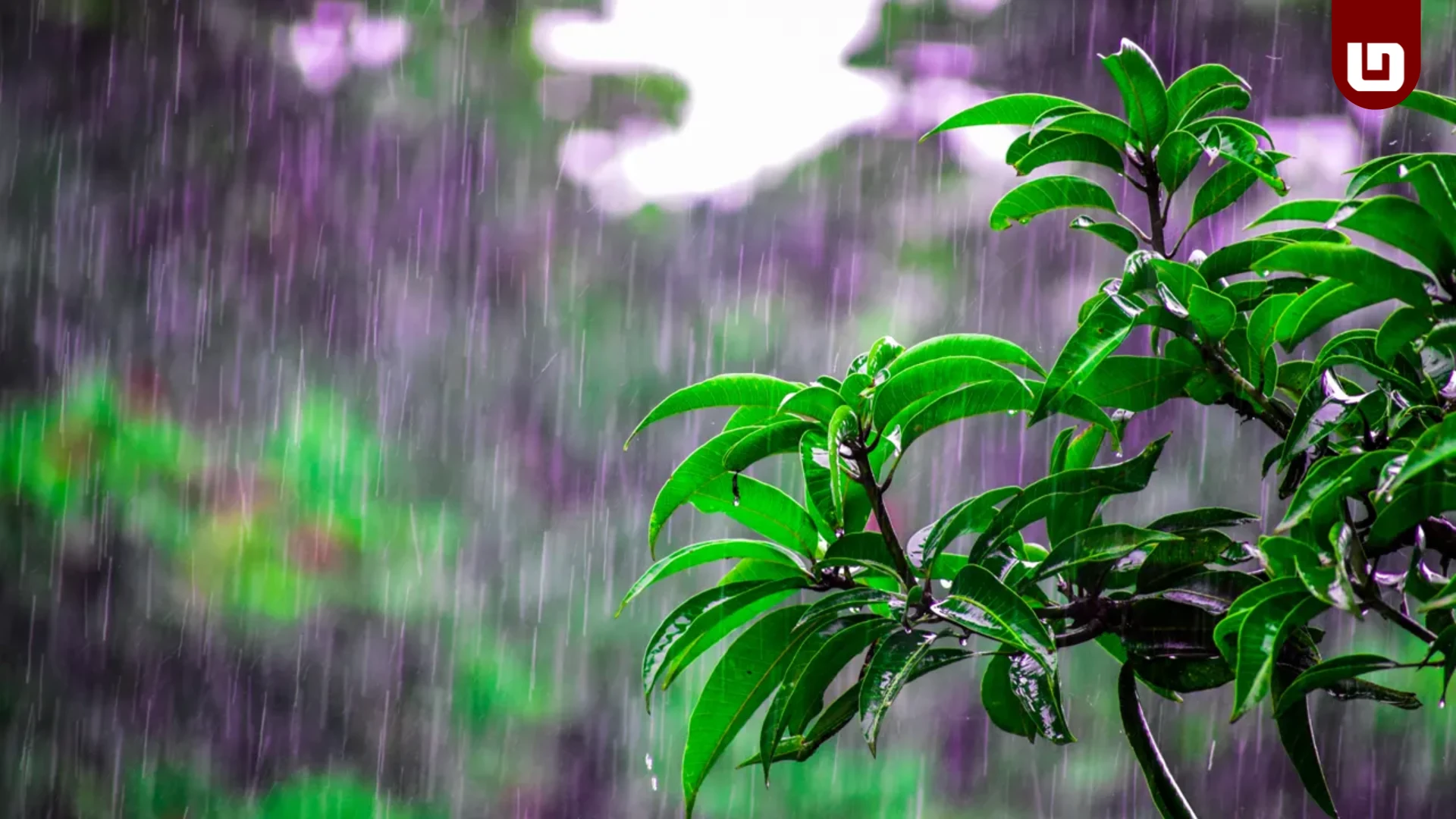টানা ৯ দিনের বৃষ্টির আশঙ্কা