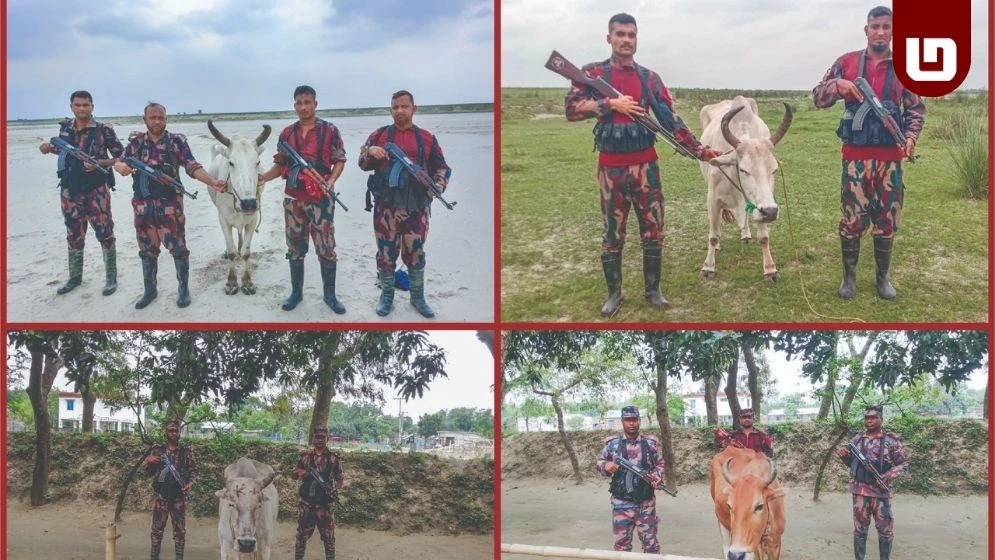 চাঁপাইনবাবগঞ্জ সীমান্তে ৫৩ বিজিবির পৃথক অভিযানে ভারতীয় গরু জব্দ