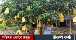 পলিব্যাগে নতুন কৌশল, আম রেখে খাওয়া যাবে বহুদিন