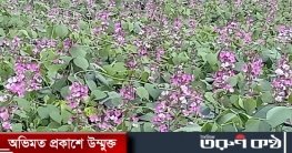 পাঁচবিবিতে ফুলে ফুলে ভরা শিম ঝাংলা