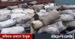 তাহিরপুরে চোরাই কয়লা ও তিনটি নৌকাসহ আটক ৬