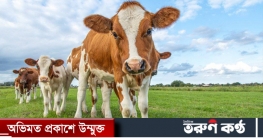 কোরবানির পশু হারিয়ে বা মরে গেলে যা করবেন