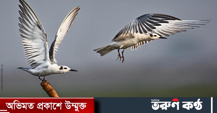 ছবি: সুমন দাস