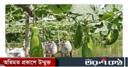 ঠাকুরগাঁওয়ে ভাসমান পদ্ধতিতে লাউ চাষে সফল চাষিরা