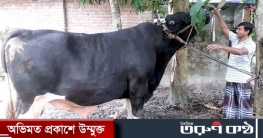 ১২৪০ কেজির ‘বিগ বসের’ দাম ২৫ লাখ টাকা