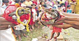 অতিবৃষ্টি বন্ধ করতে দুই ব্যাঙের বিচ্ছেদ!