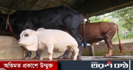 সাভারে মিললো বিশ্বের সবচেয়ে ছোট গরু, নাম তার ‘রাণী’!