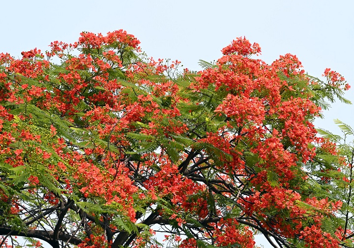 বাংলা সাহিত্য, সংস্কৃতি আর অনেক বহু আন্দোলনের পটভূমির সঙ্গে কৃষ্ণচূড়া গাছের সম্পর্ক খুব নিবিড়। আলোকচিত্রী: জাকির হোসাইন