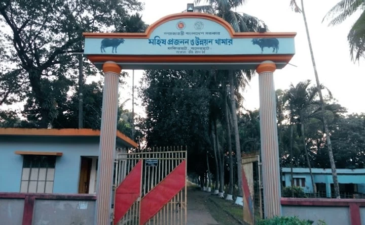 মহিষ প্রজনন খামারে ২১ মহিষের মৃত্যু, তদন্ত শুরু