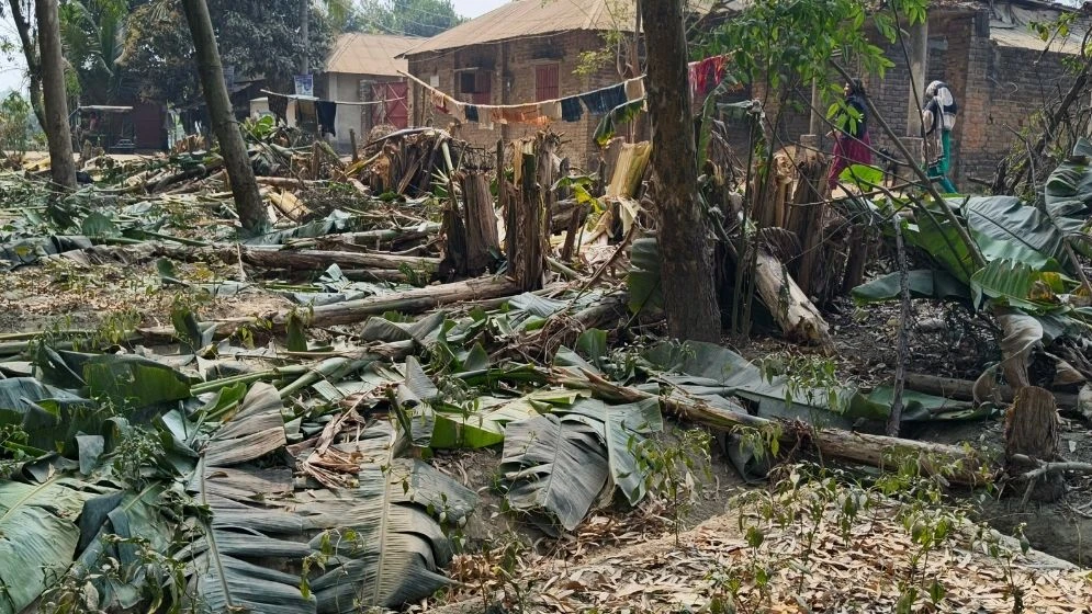 বিরামপুরে হতদরিদ্র পরিবারের কলাবাগান কেটে ফেলার অভিযোগ