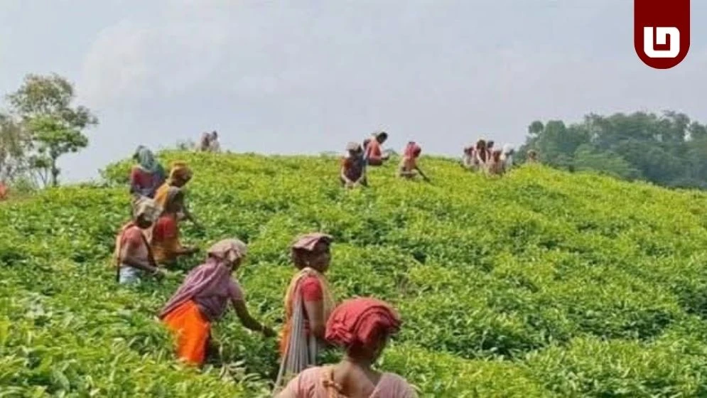 এক পশলা বৃষ্টিতে প্রান ফিরেছে চা বাগানে